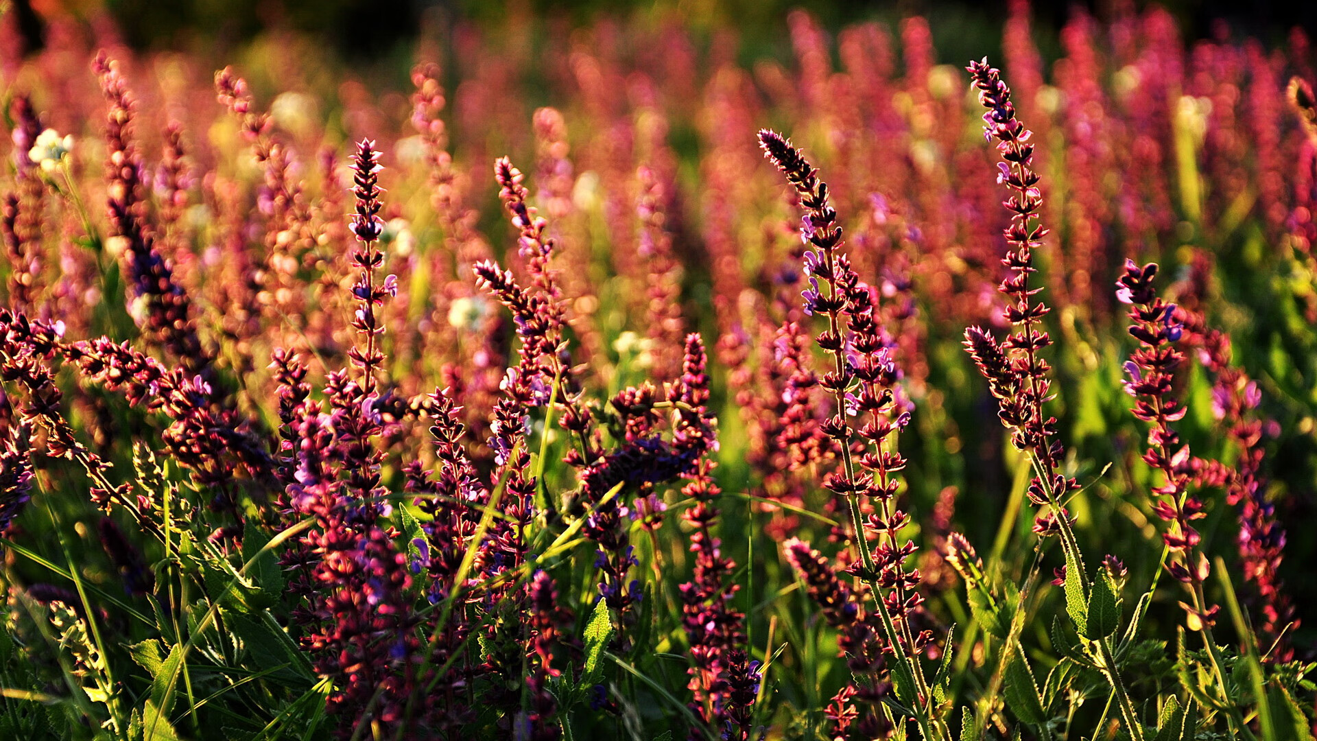 中立B蝶泳女将冲击半决赛门槛，蝶泳女选手