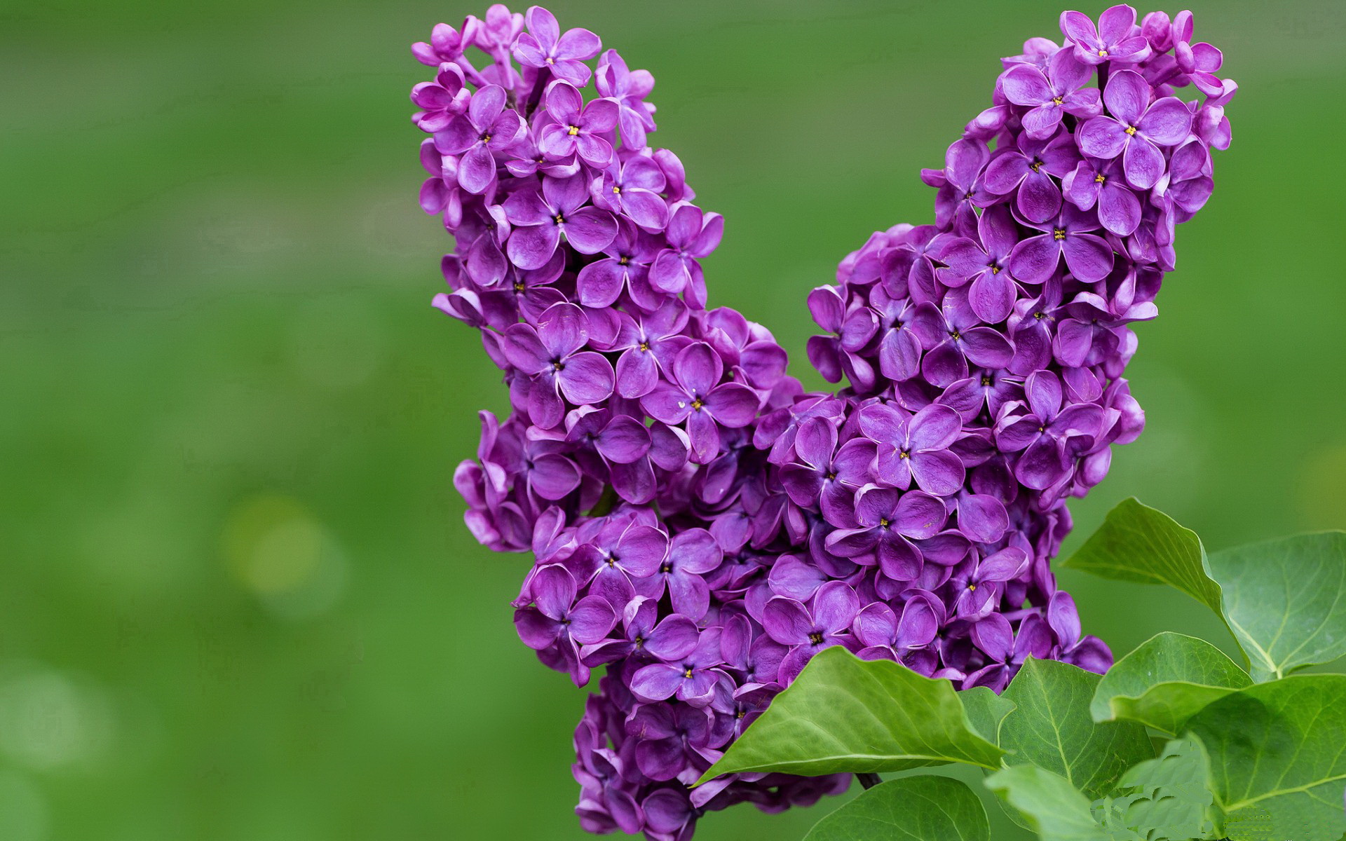 弗拉门戈进攻三叉戟打穿防线，弗拉门戈ds