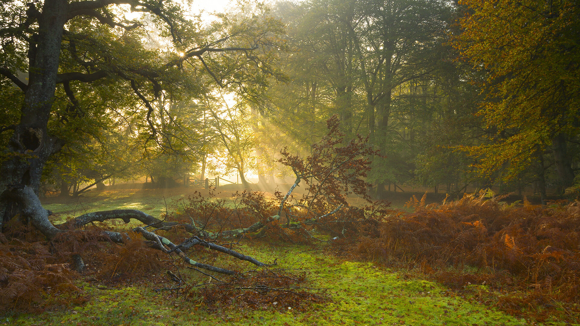 九游体育娱乐-技术结构评分：中国女将划水完美，中国女子划桨