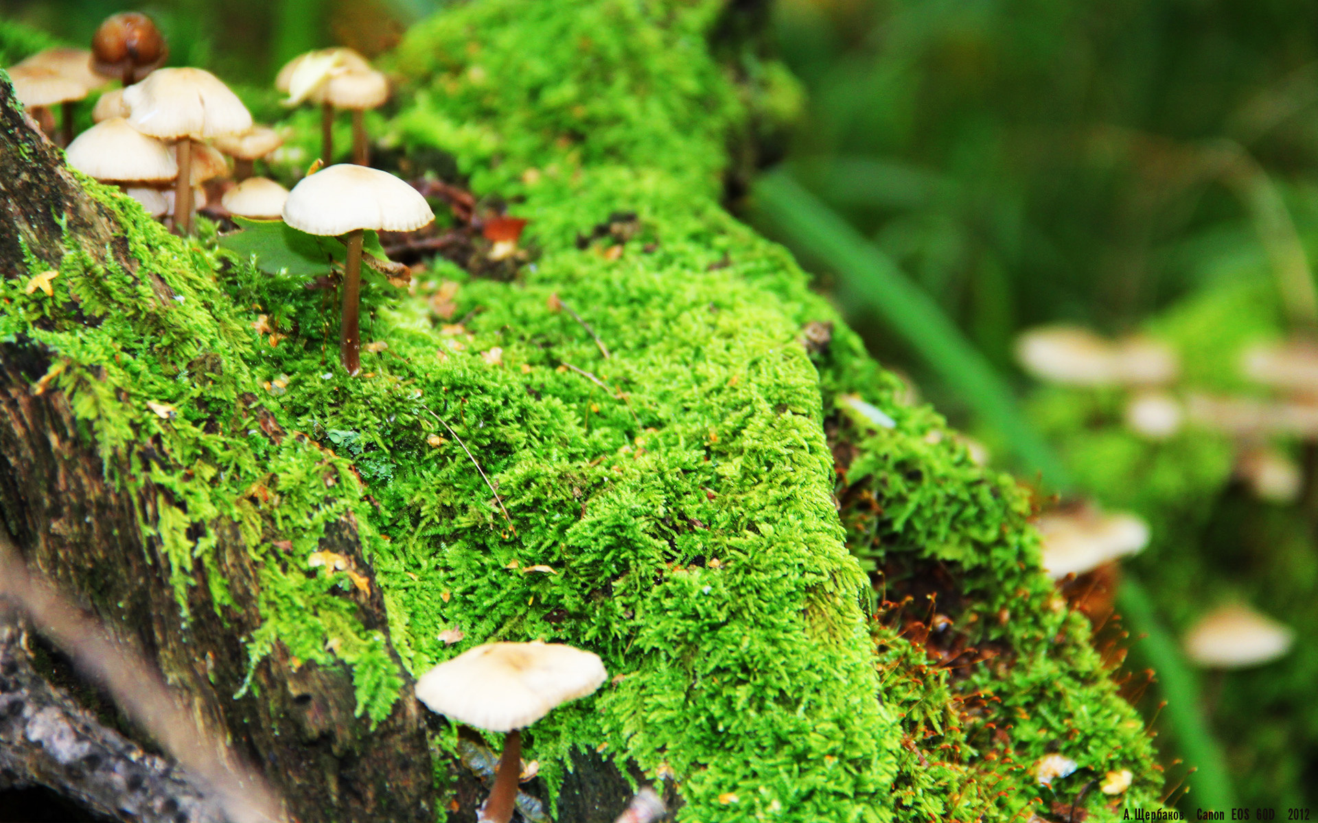 技术结构评分:中国女将划水完美,中国女子划桨